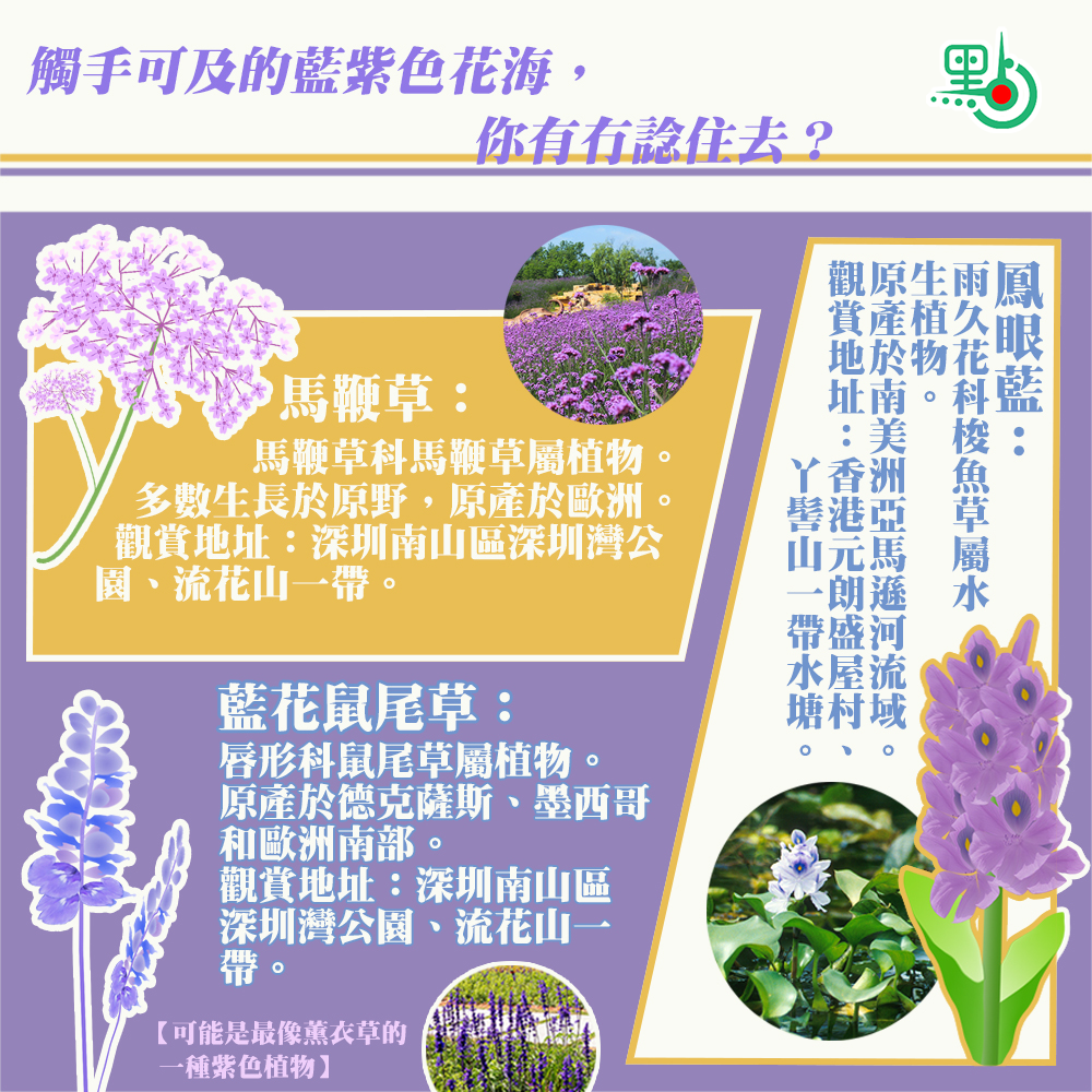 為什麼我們鐘愛藍紫色花朵 生活 點新聞