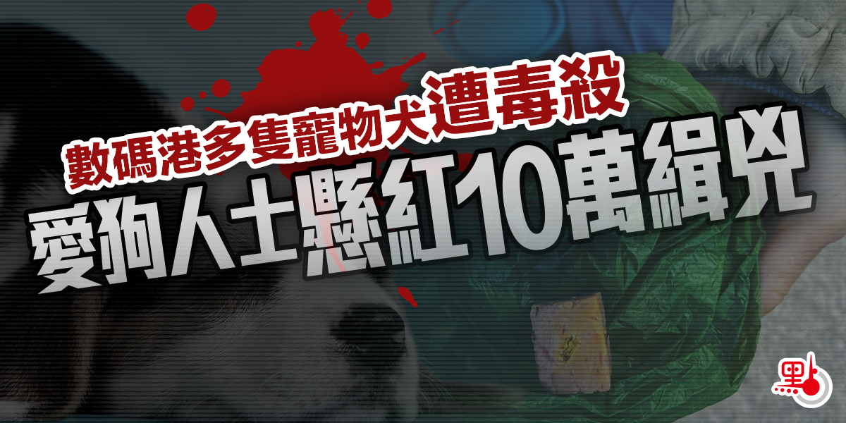 數碼港多隻寵物犬遭毒殺愛狗人士懸紅10萬緝兇 港聞 點新聞