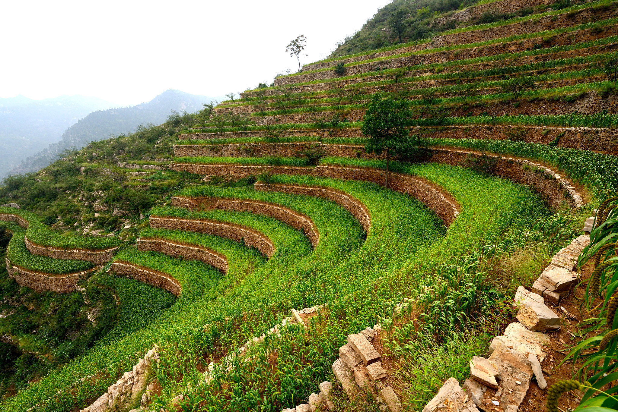 Chinese agriculture