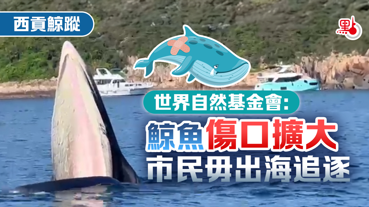 鯨魚魂斷香江一文睇在港19日經歷- 港聞- 點新聞