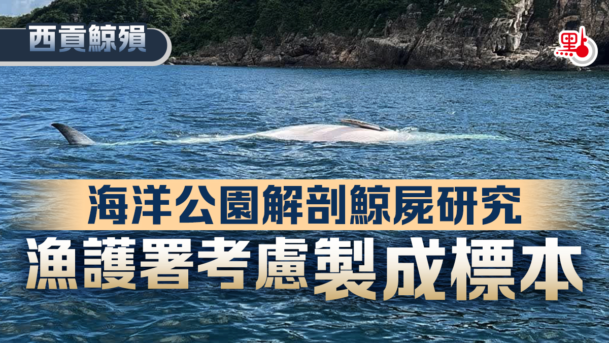 西貢鯨殞｜海洋公園解剖鯨屍研究漁護署考慮製成標本- 港聞- 點新聞