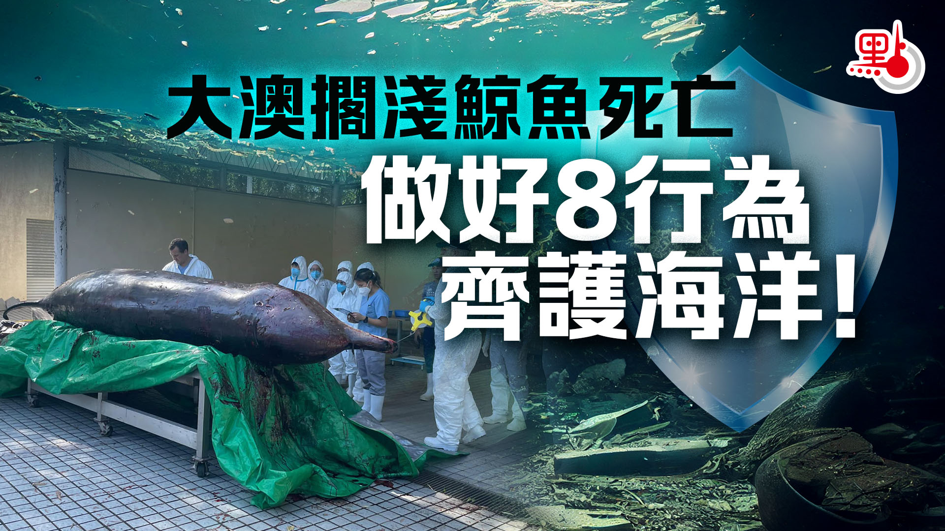 大澳擱淺鯨魚死亡做好8行為齊護海洋！ - 港聞- 點新聞
