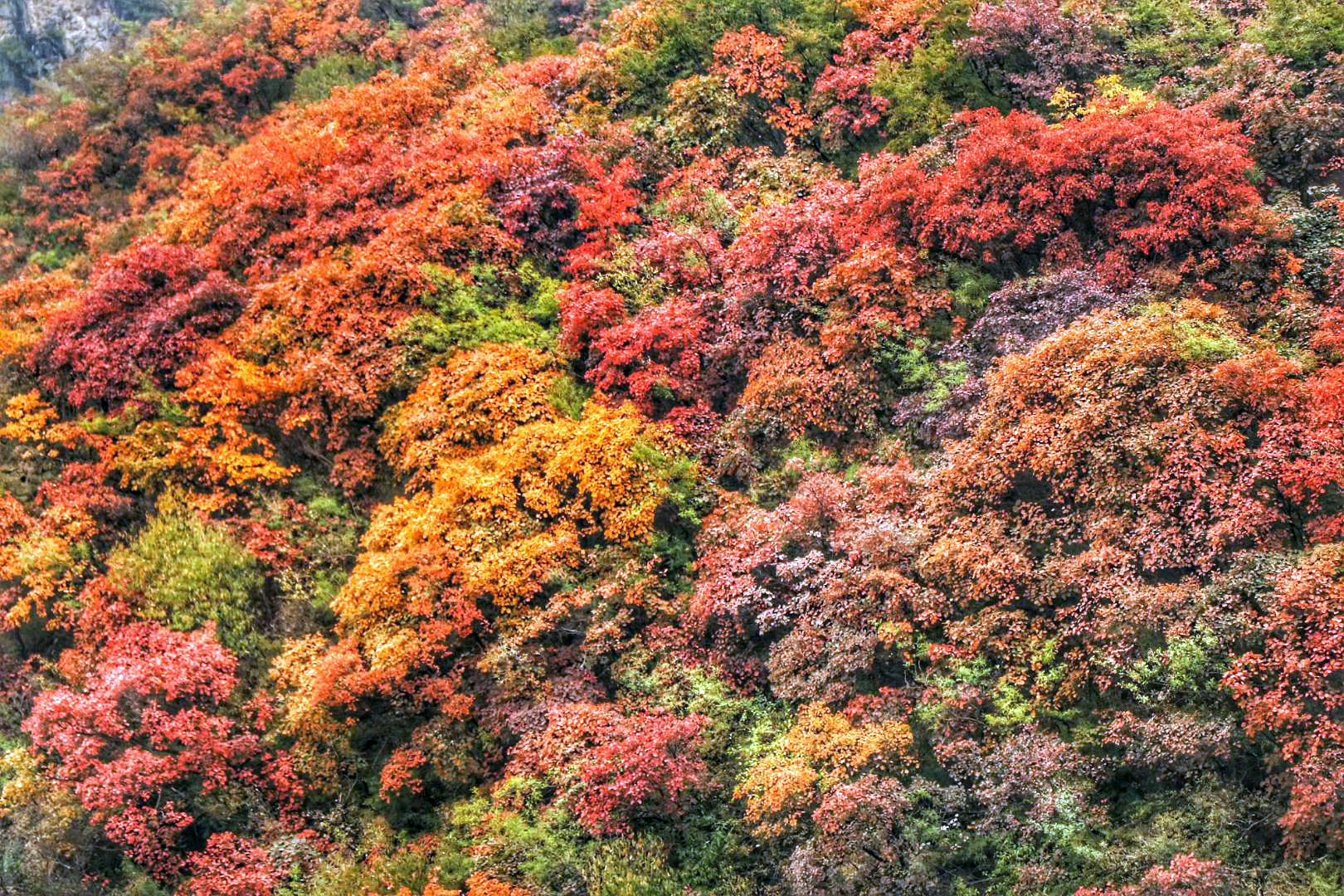 河南萬畝紅葉港澳台遊客享半價門票 兩岸 香港文匯網