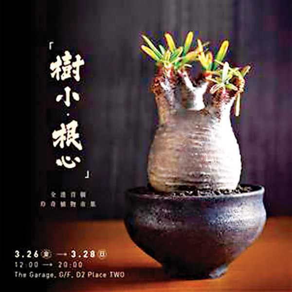 周末好去處 珍奇植物市集 樹小 根心 副刊 香港文匯網 周末好去處 珍奇植物市集 樹小 根心 副刊 香港文匯網