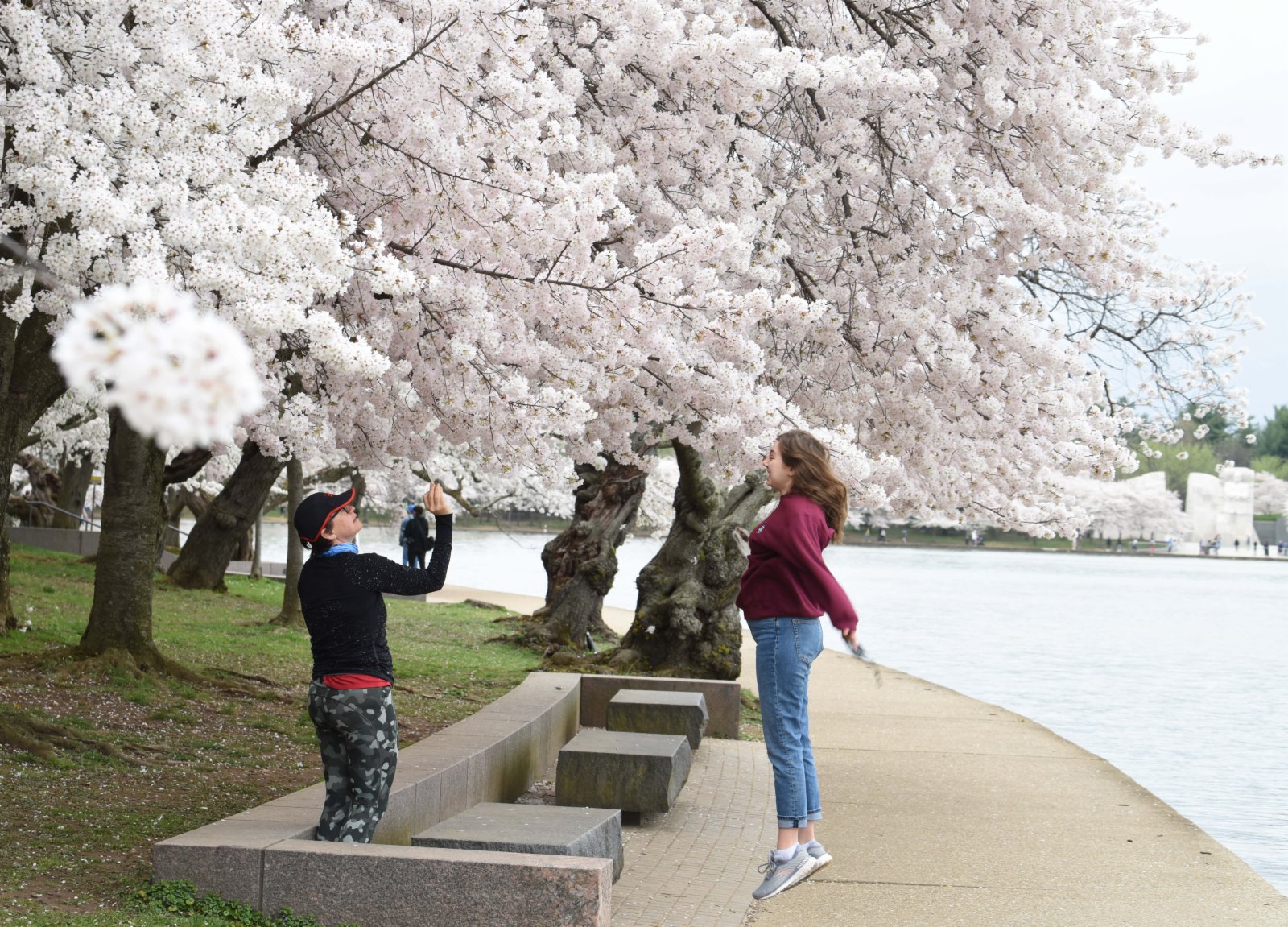 美國首都華盛頓迎櫻花季- 國際- 香港文匯網