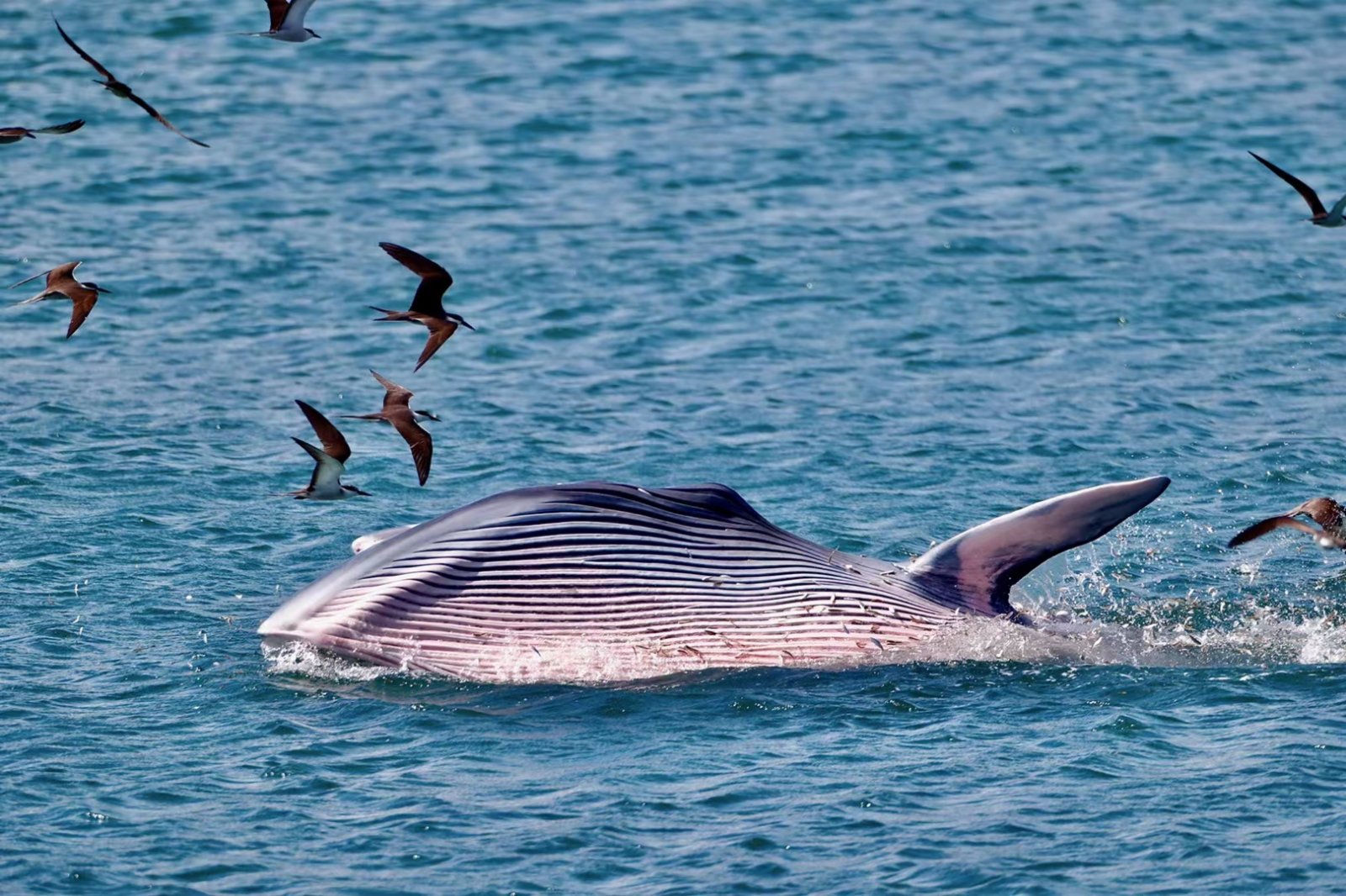 香港環保人士關注大鵬灣鯨魚「小布」 - 神州- 香港文匯網