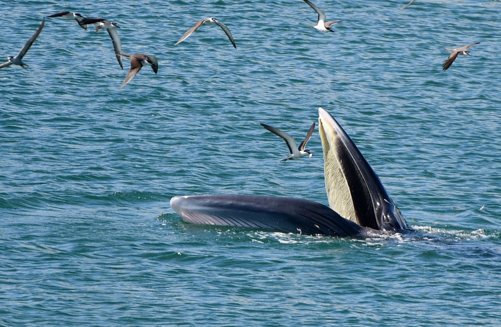 小布」鯨又現大鵬灣獲外交部發言人點讚- 神州- 香港文匯網