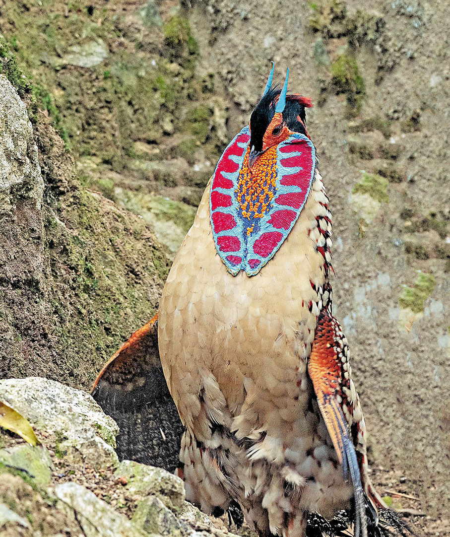 黃腹角雉 內地 香港文匯網