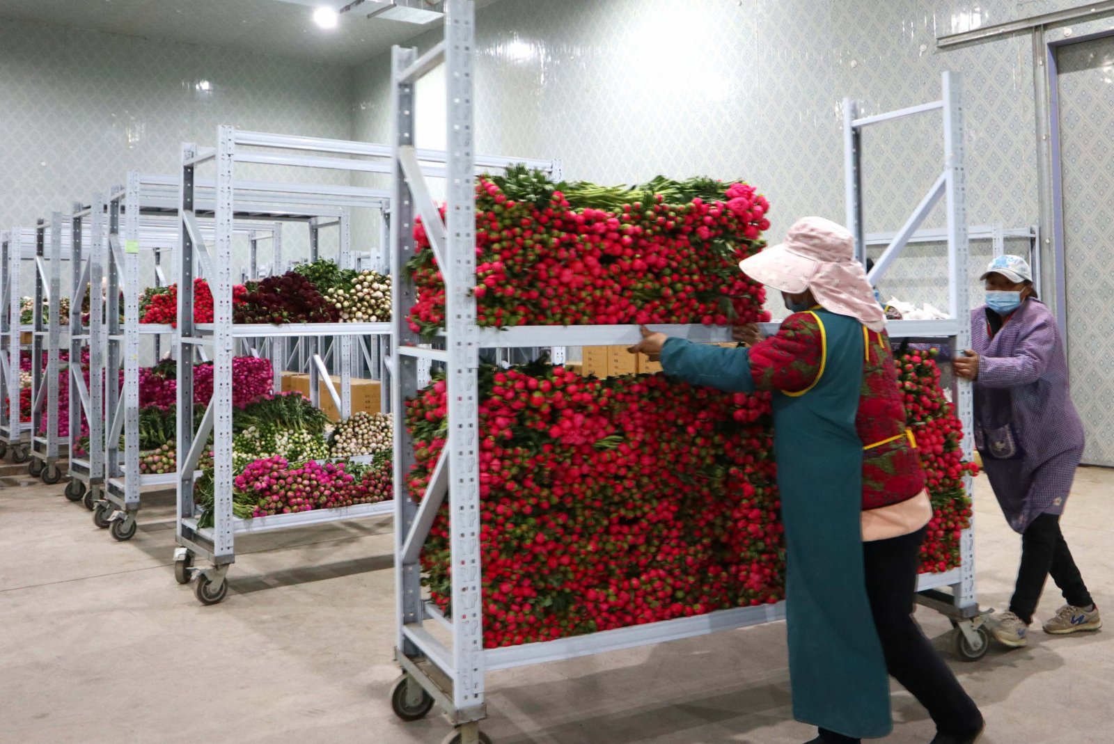 山東菏澤 芍藥鮮切花採摘加工忙 兩岸 香港文匯網