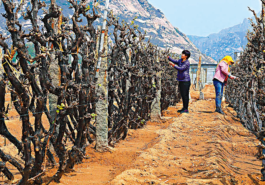 英語世界 葡萄藤傳來消息謠傳八卦特別多 教育 香港文匯網 英語世界 葡萄藤傳來消息謠傳八卦特別多 教育 香港文匯網
