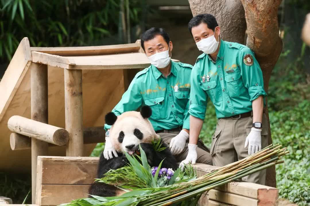 旅韓大熊貓「福寶」迎來3歲生日- 國際- 香港文匯網