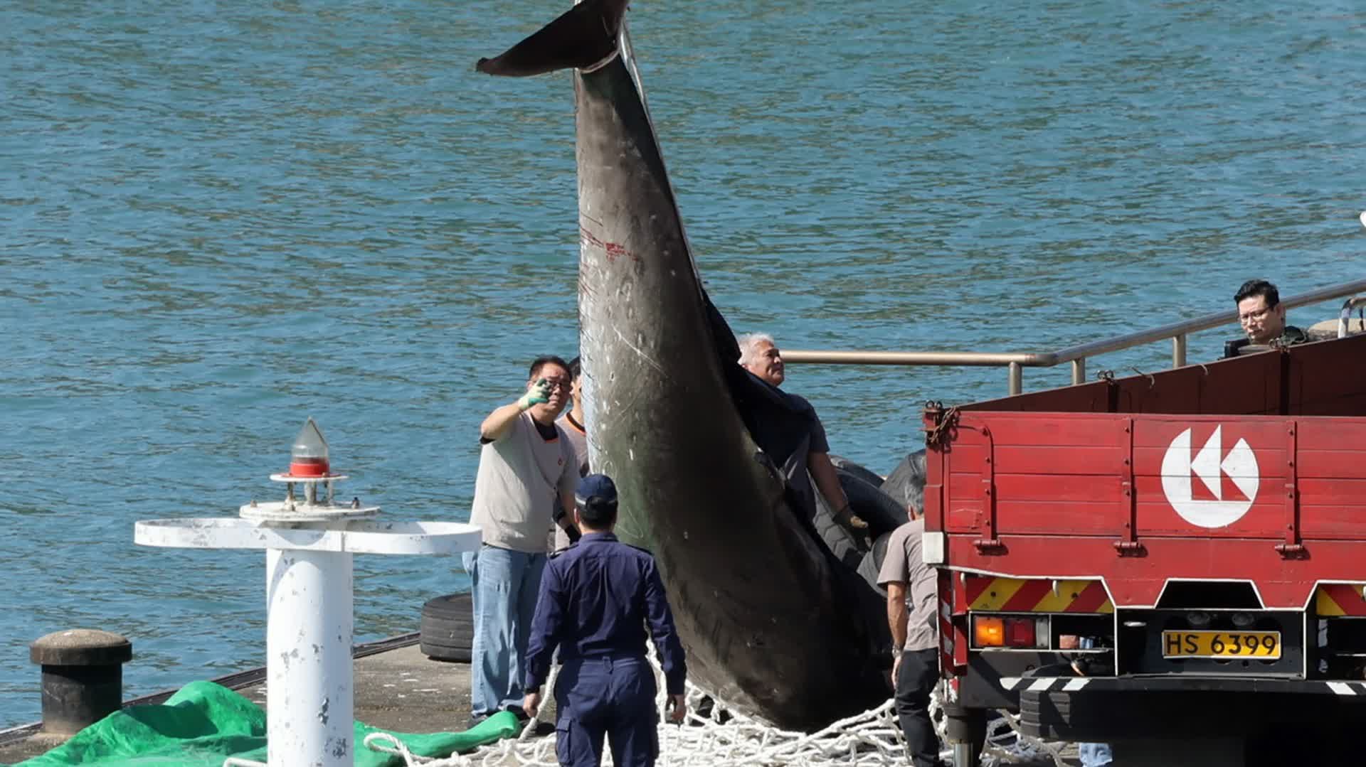 鯨魚擱淺大澳死亡屍體運抵大欖待驗死因- 香港- 香港文匯網