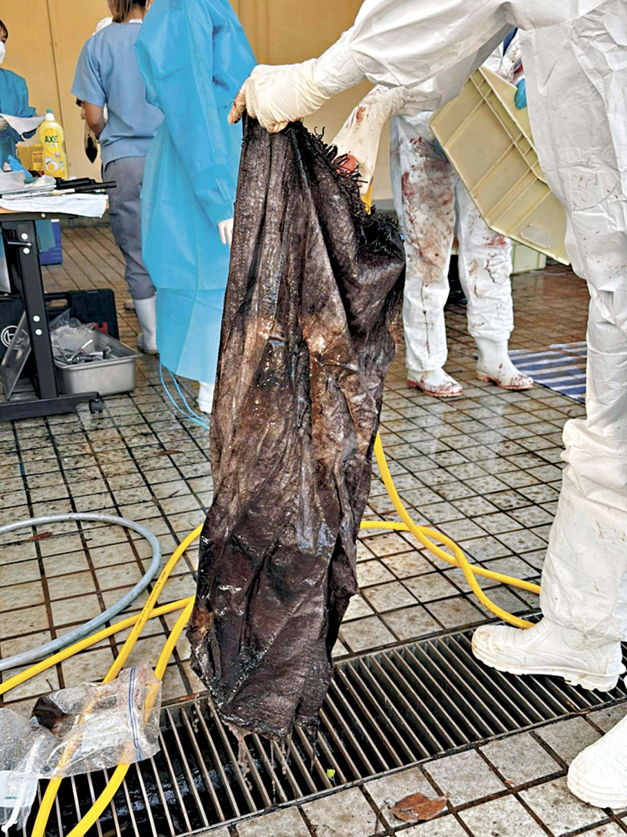 擱淺鯨魚不治疑誤食帆布袋異物- 香港- 香港文匯網