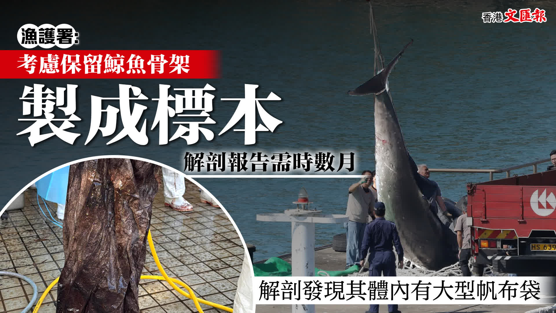 漁護署：解剖報告需時數月考慮保留鯨魚骨架製成標本- 香港- 香港文匯網
